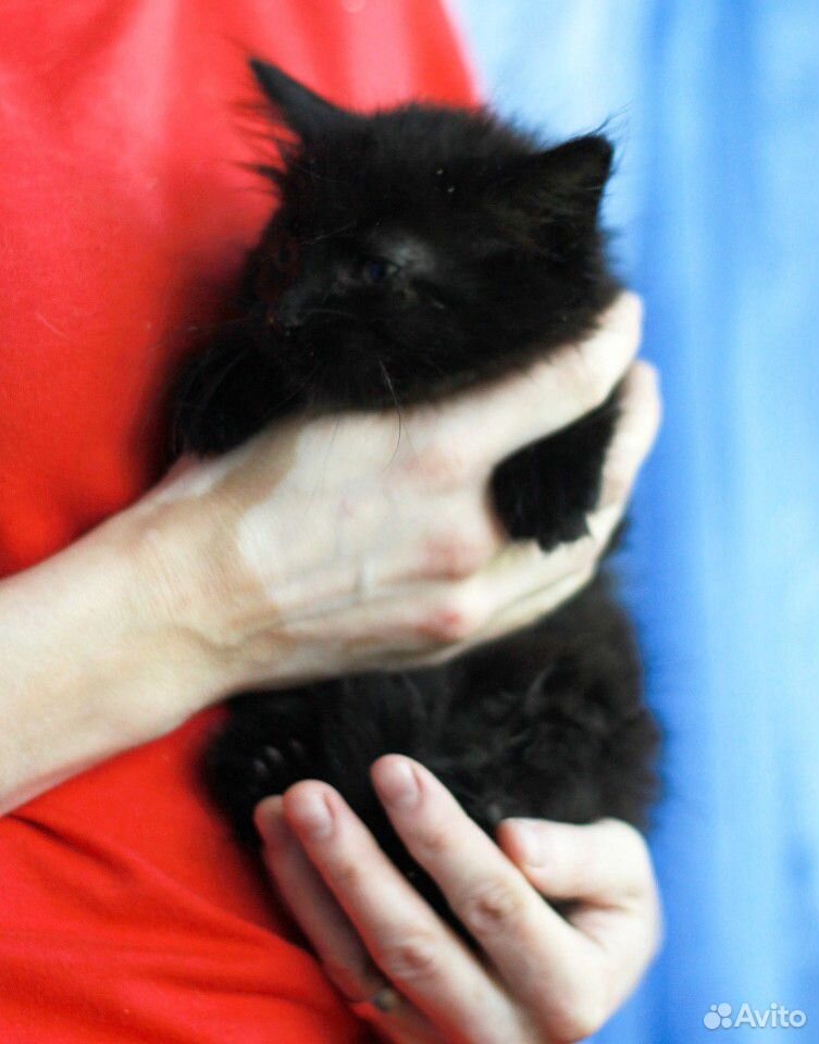 Черные котята, мальчики, 2 месяца купить на Зозу.ру - фотография № 7