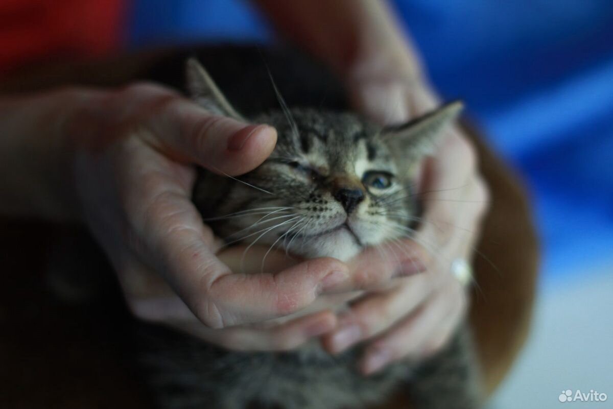 Котенок, мальчик, 1,5-2 месяца купить на Зозу.ру - фотография № 4