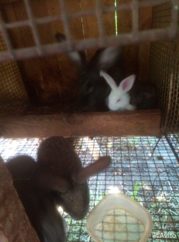 Крольчихи с крольчатами купить на Зозу.ру - фотография № 3