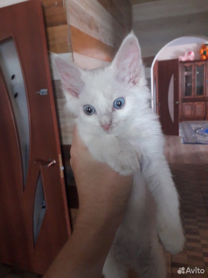 Обычный кот купить на Зозу.ру - фотография № 1