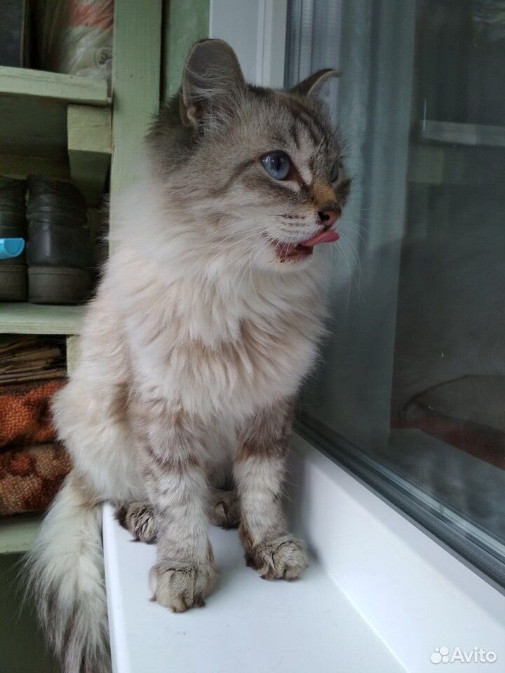 Голубоглазая стерилизованная кошка ищет дом купить на Зозу.ру - фотография № 1