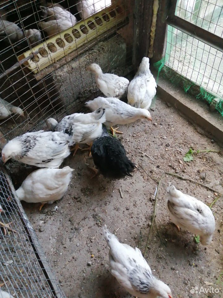 Цыплята 1.5 мес купить на Зозу.ру - фотография № 5