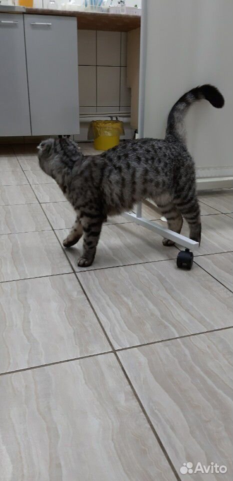 Кошечка ищет нового хозяина купить на Зозу.ру - фотография № 2