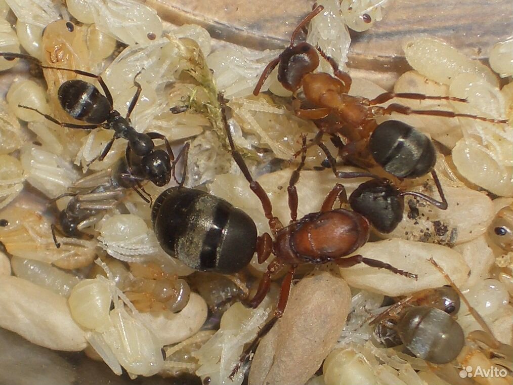 Матка муравьев raptiformica sanguinea + расплод + купить на Зозу.ру - фотография № 3