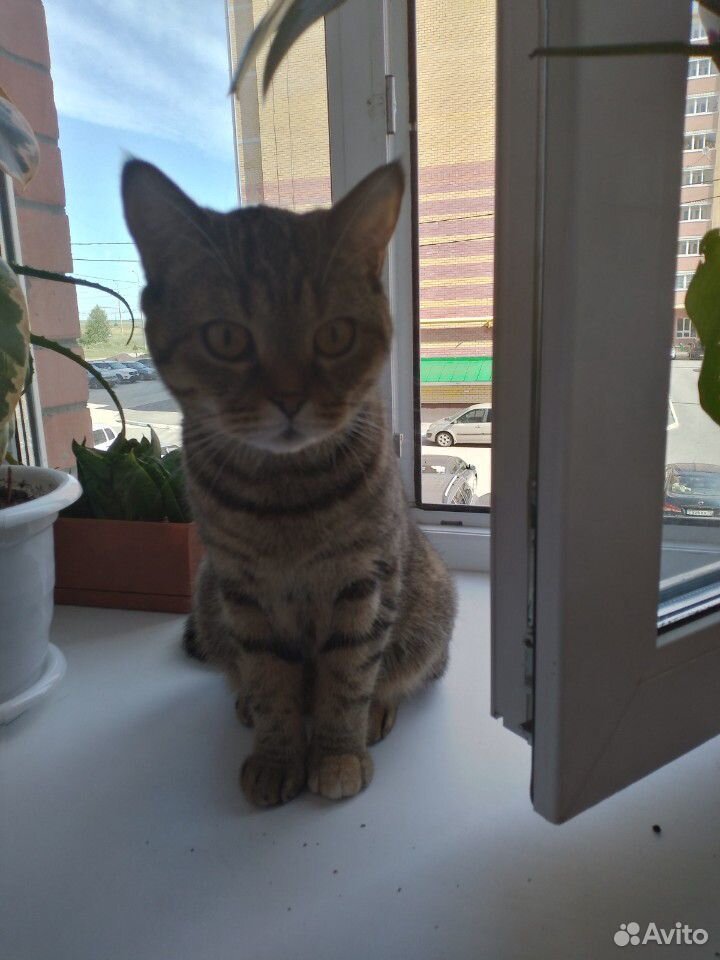 Кошка ищет кота купить на Зозу.ру - фотография № 2