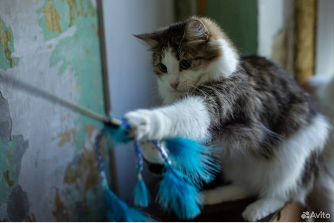 Молодой котик купить на Зозу.ру - фотография № 3
