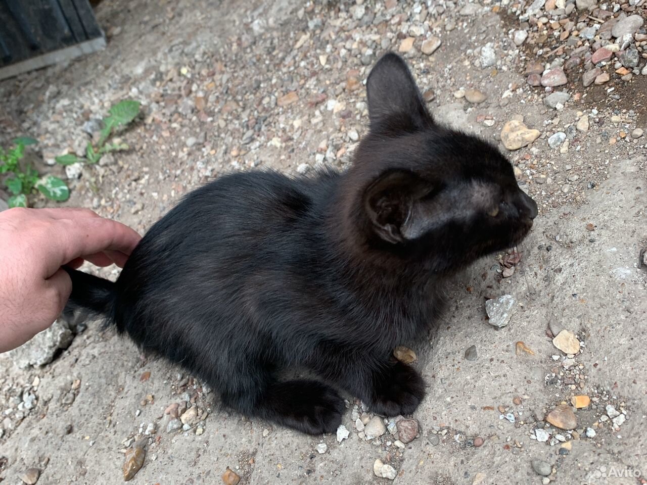 Котёнок черныш купить на Зозу.ру - фотография № 1