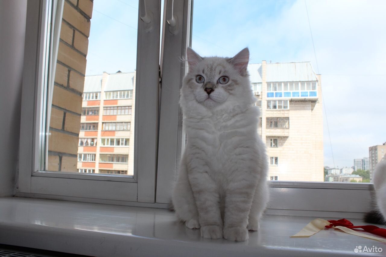 Невский Маскарадный котенок купить на Зозу.ру - фотография № 2