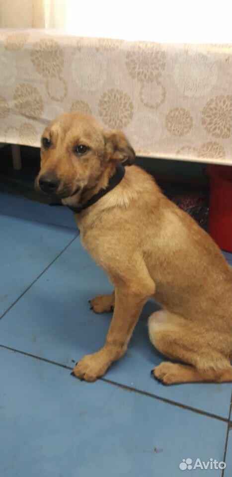 Собака небольшая девочка 5 месяцев стерилизована купить на Зозу.ру - фотография № 2