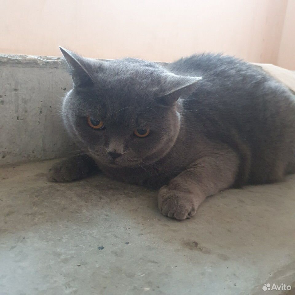Найден кот купить на Зозу.ру - фотография № 1