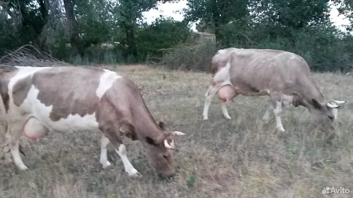 Две коровы купить на Зозу.ру - фотография № 1
