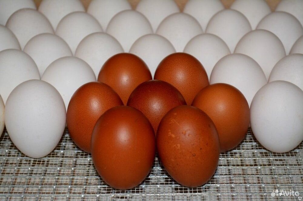 Купить яйцо инкубационное в нижегородской. Инкубационное яйцо Ломан Браун. Инкубационное яйцо «Ломанн Браун Классик». Ломан Браун куры с яйцами. Инкубационное яйцо Хайсекс Браун.