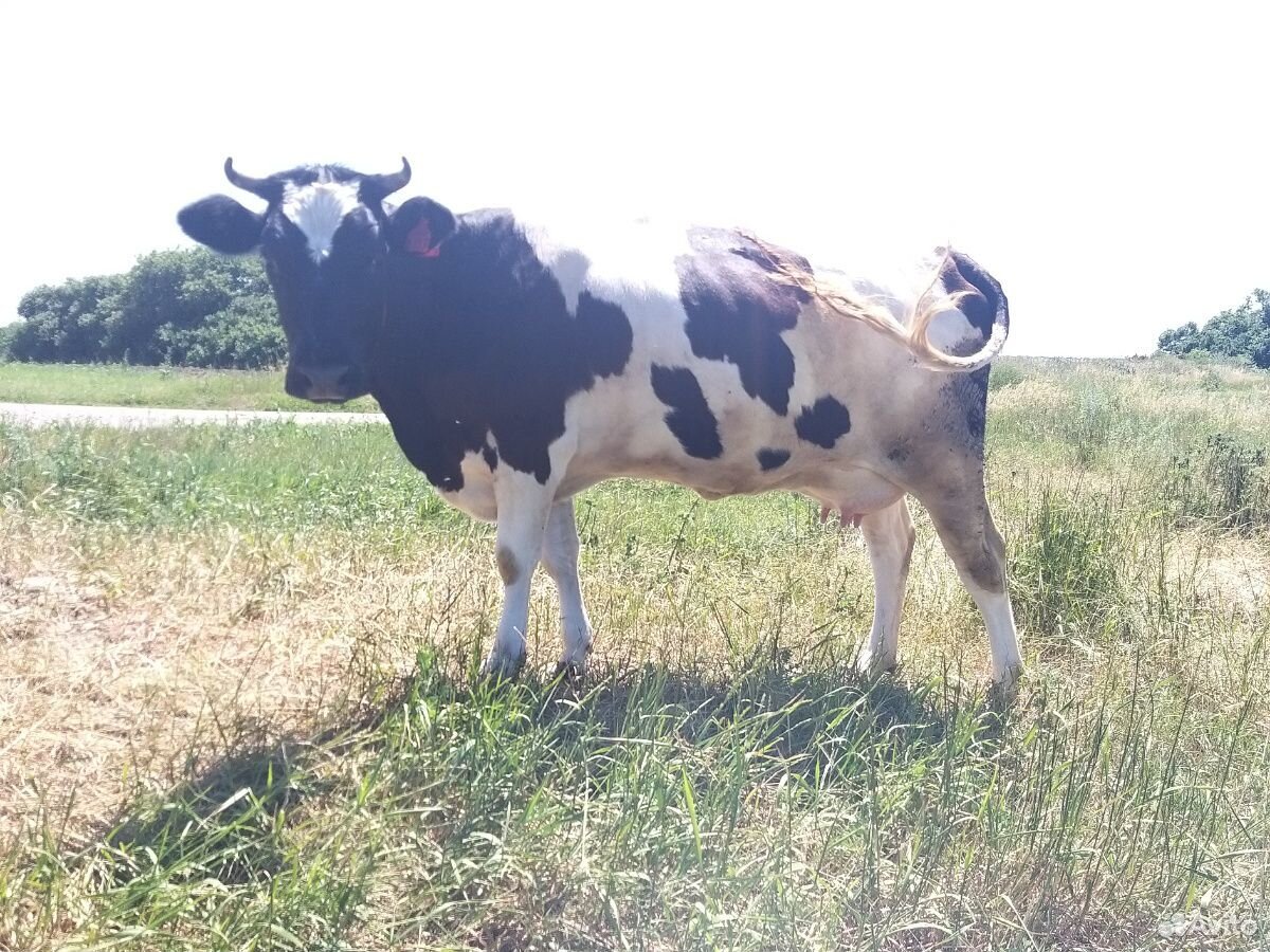 Корова, бычки купить на Зозу.ру - фотография № 1