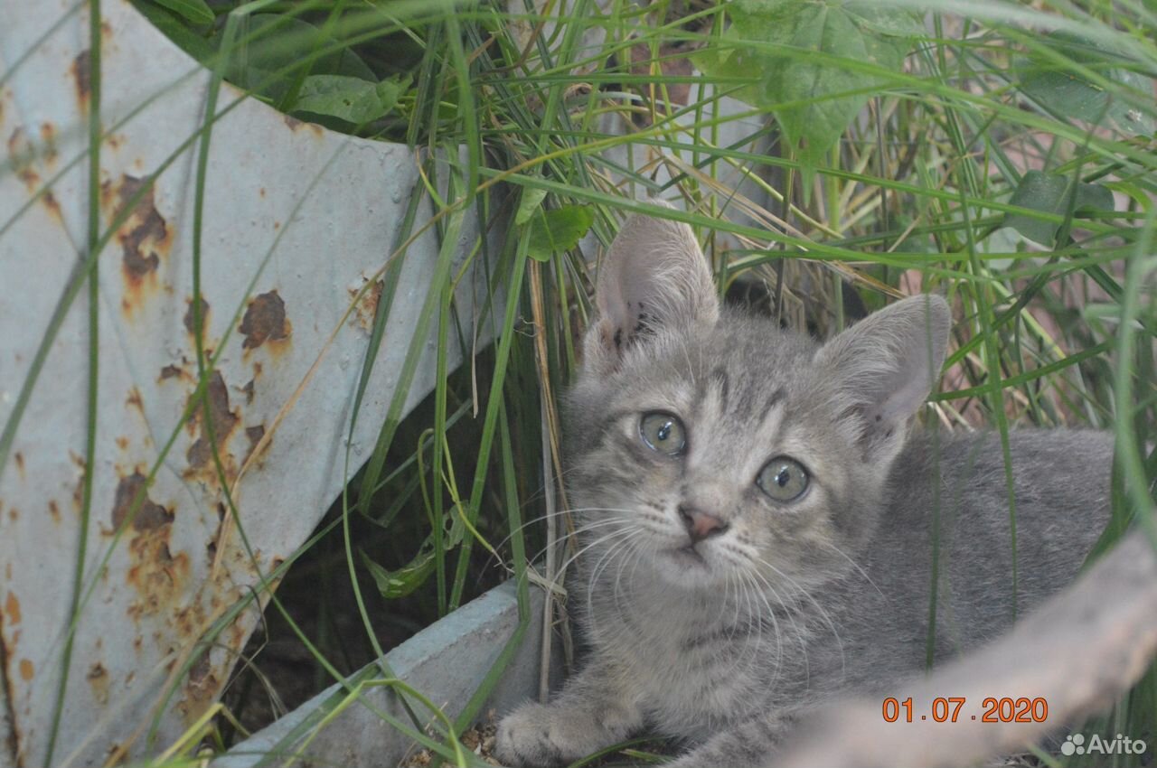 Отдам сереньких котят купить на Зозу.ру - фотография № 4