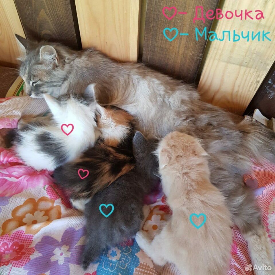 Котята от мамы бобтейла купить на Зозу.ру - фотография № 1