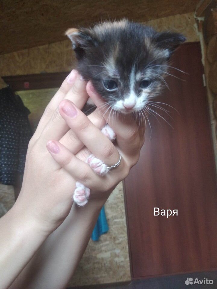 Котята в добрые, любящие руки купить на Зозу.ру - фотография № 2