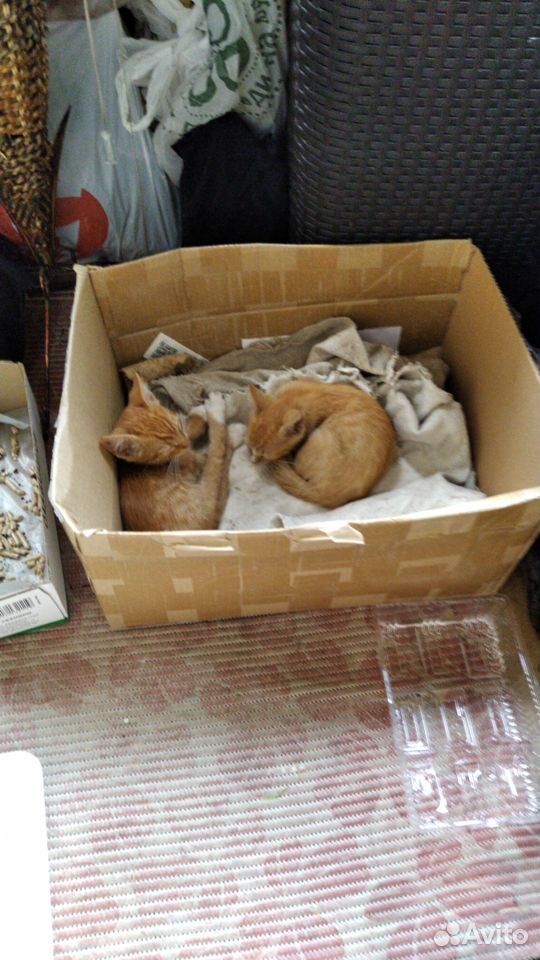 Рыжие котята пацаны купить на Зозу.ру - фотография № 2