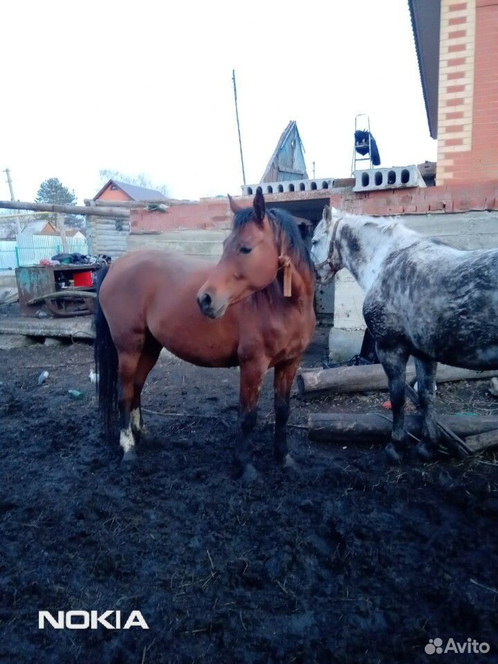 Лошади, жеребята пони купить на Зозу.ру - фотография № 2