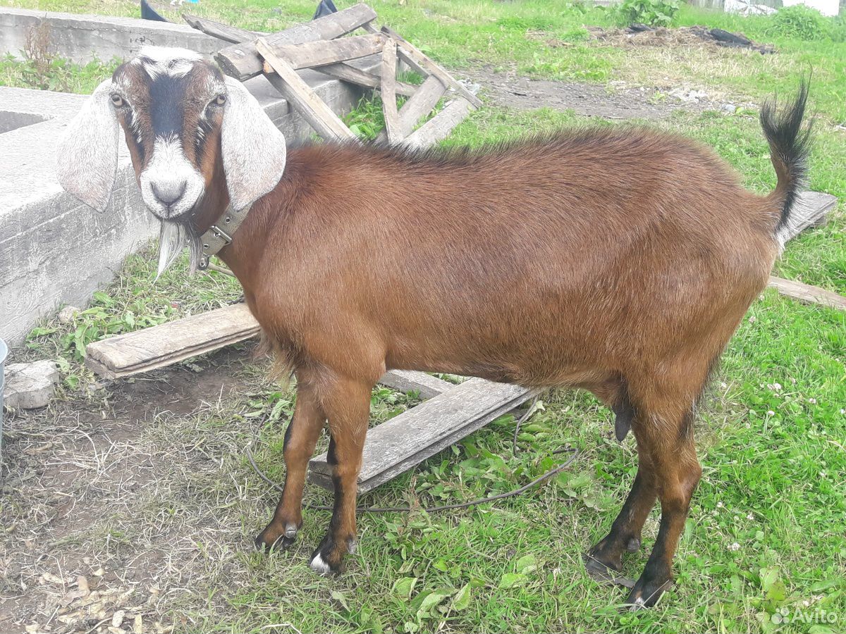 Продаётся коза Англо-Нубийская, есть документы о р купить на Зозу.ру - фотография № 1