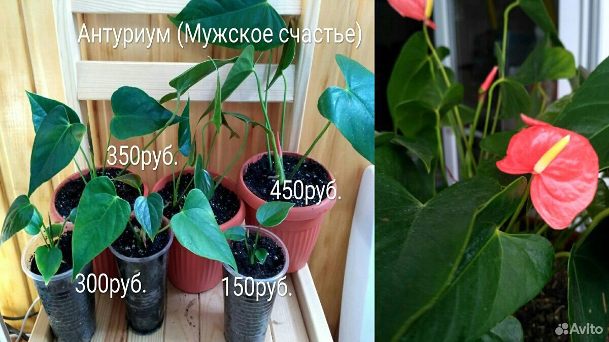 Комнатеые цветы/ растения купить на Зозу.ру - фотография № 9