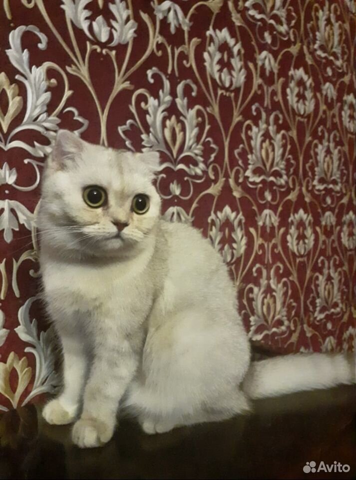 Вязка шотландская кошка купить на Зозу.ру - фотография № 1