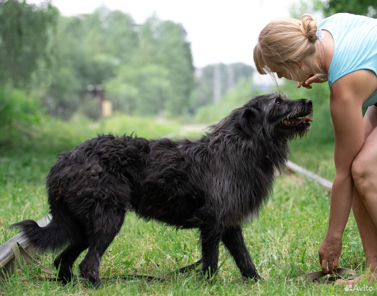 Собака в добрые руки, собака в дар купить на Зозу.ру - фотография № 2