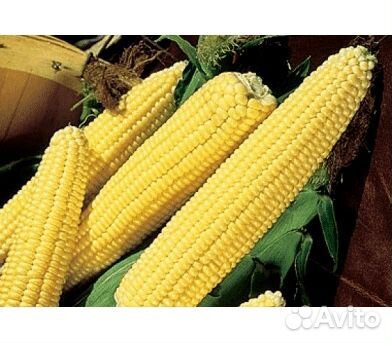 Сахарная кукуруза (сладкая) купить на Зозу.ру - фотография № 1