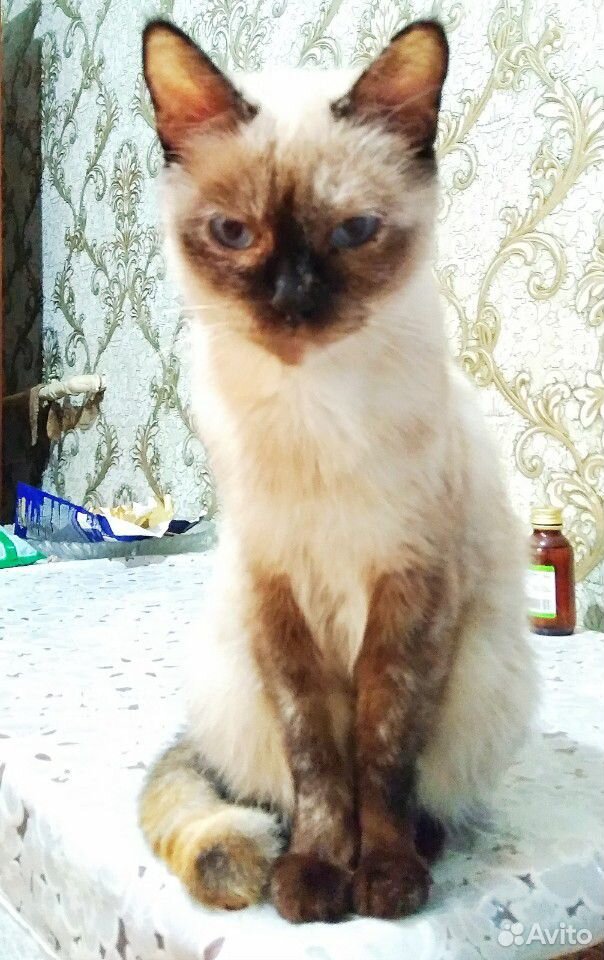 Котята тайской кошки купить на Зозу.ру - фотография № 9