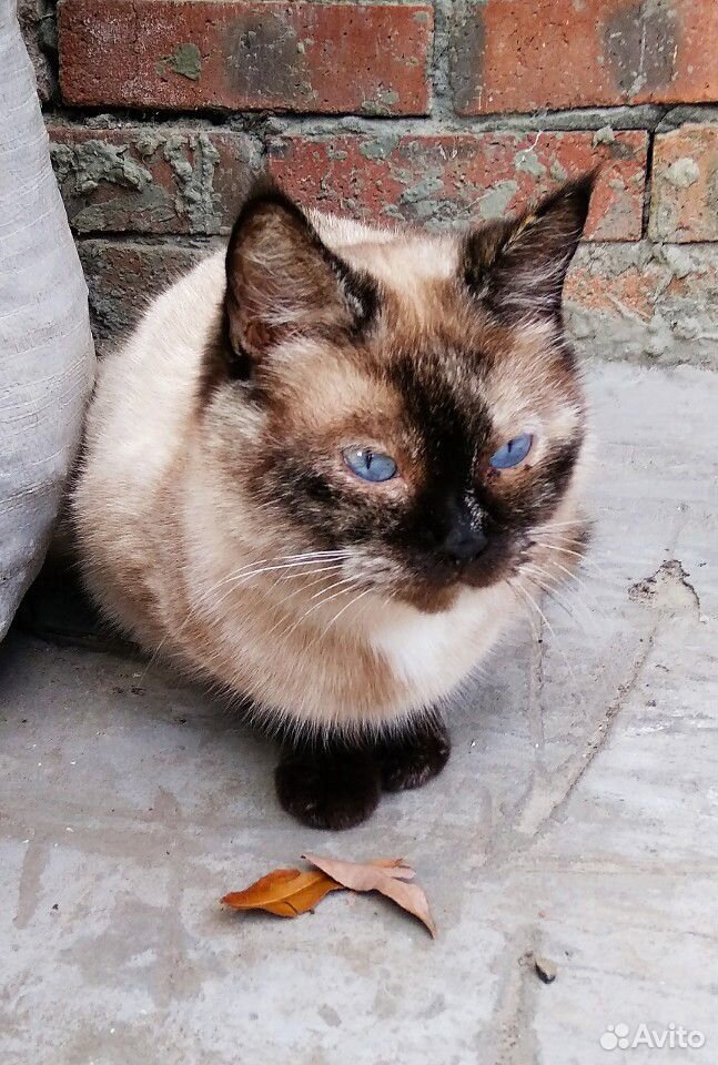 Котята тайской кошки купить на Зозу.ру - фотография № 10
