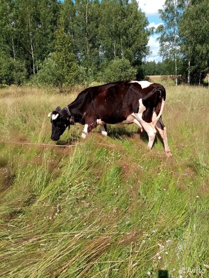 Черно пестрая корова купить на Зозу.ру - фотография № 2
