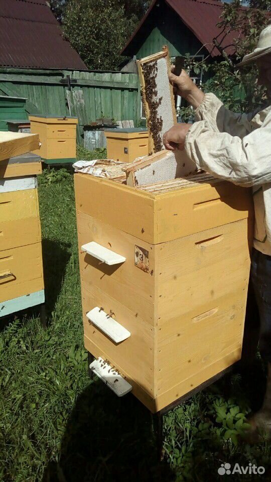 Продажа мёда купить на Зозу.ру - фотография № 5