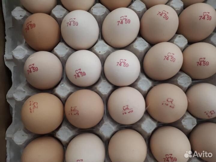 Инкубационное яйцо из Европы еженедельно купить на Зозу.ру - фотография № 3