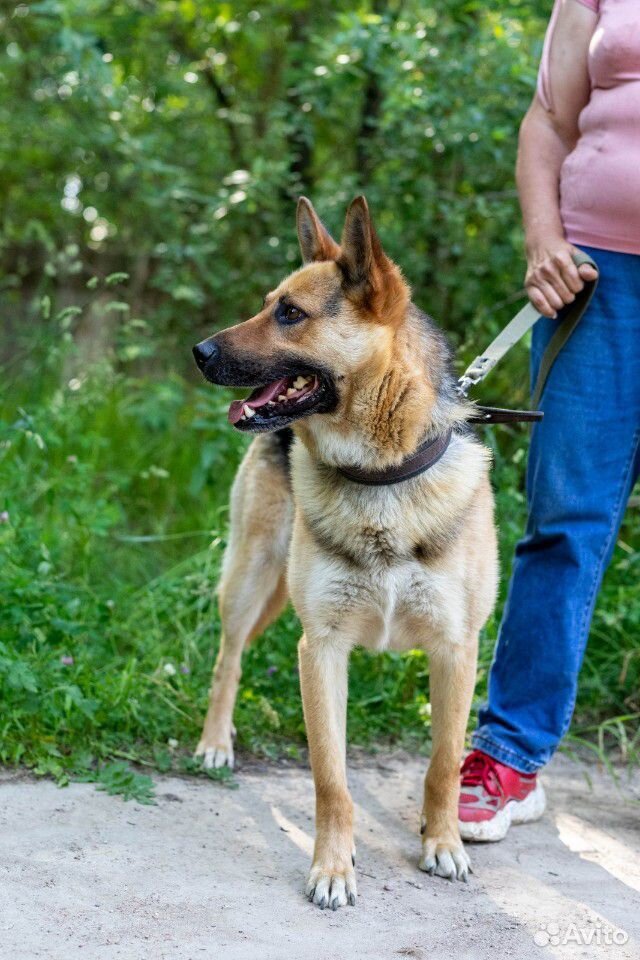 Собака Боня купить на Зозу.ру - фотография № 3