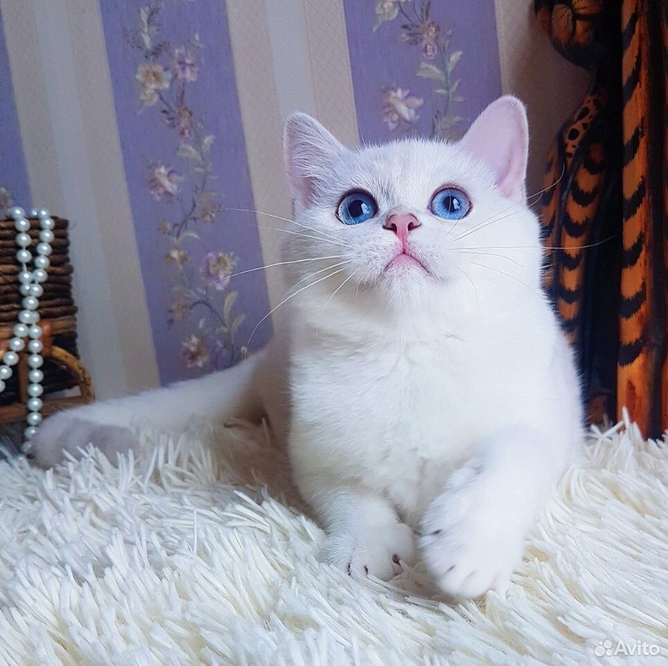 Великолепный плюшевый котик с сапфировыми глазами купить на Зозу.ру - фотография № 1