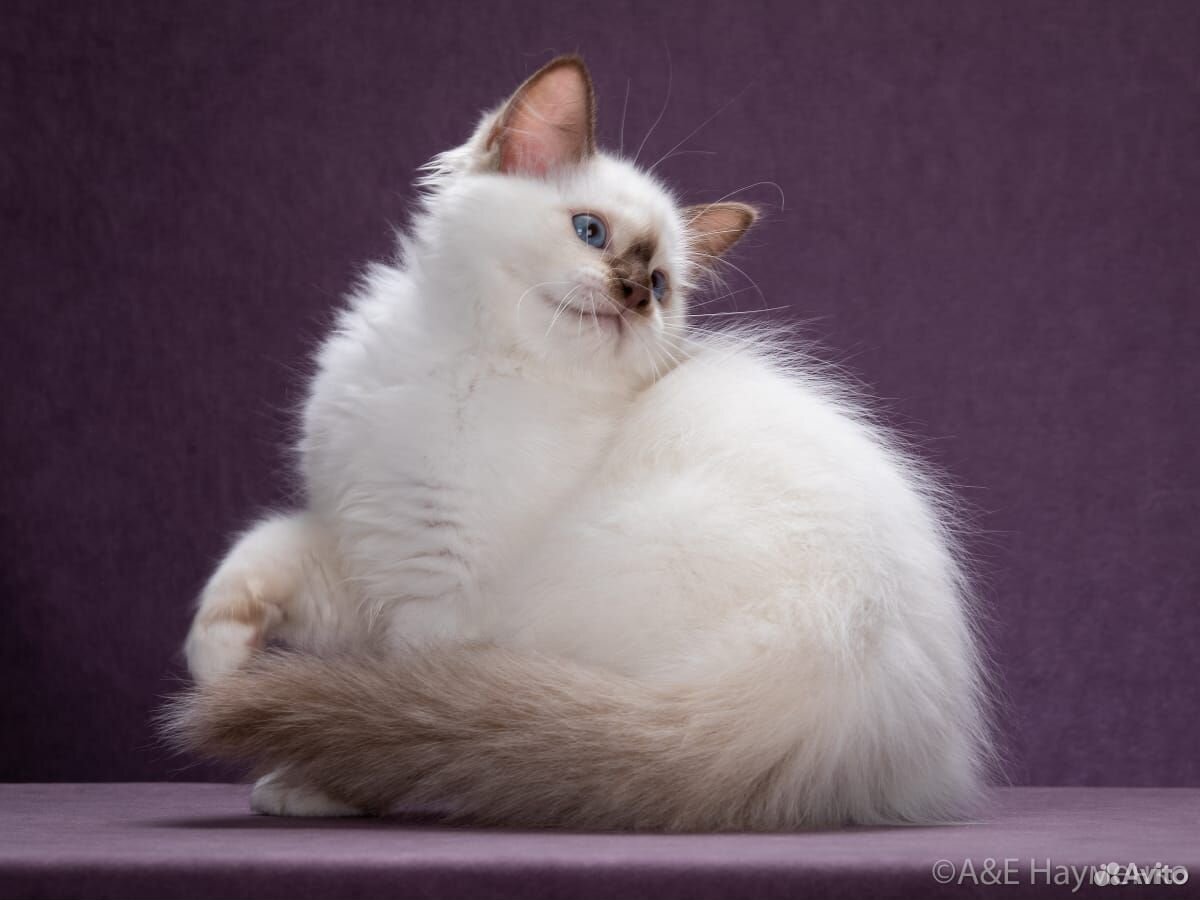Продаётся котенок породы Священная Бирма купить на Зозу.ру - фотография № 3