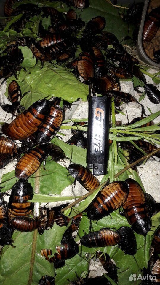 Мадагаскарский таракан купить на Зозу.ру - фотография № 3