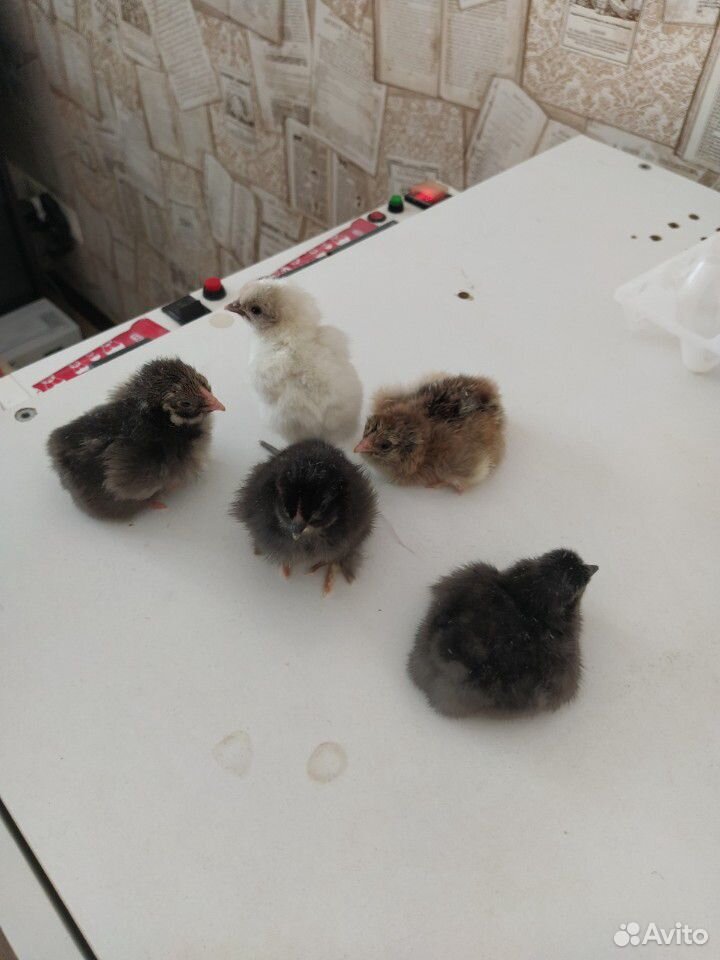 Суточные цыплята купить на Зозу.ру - фотография № 1