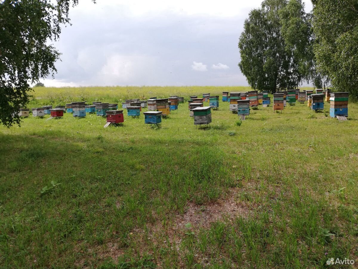 Мёд купить на Зозу.ру - фотография № 6