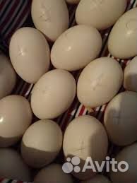 Инкубационное яйцо индоутки купить на Зозу.ру - фотография № 1