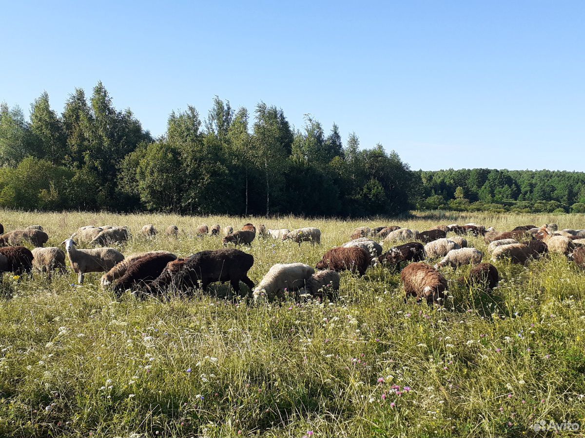Овцы,ягнята,бараны купить на Зозу.ру - фотография № 2