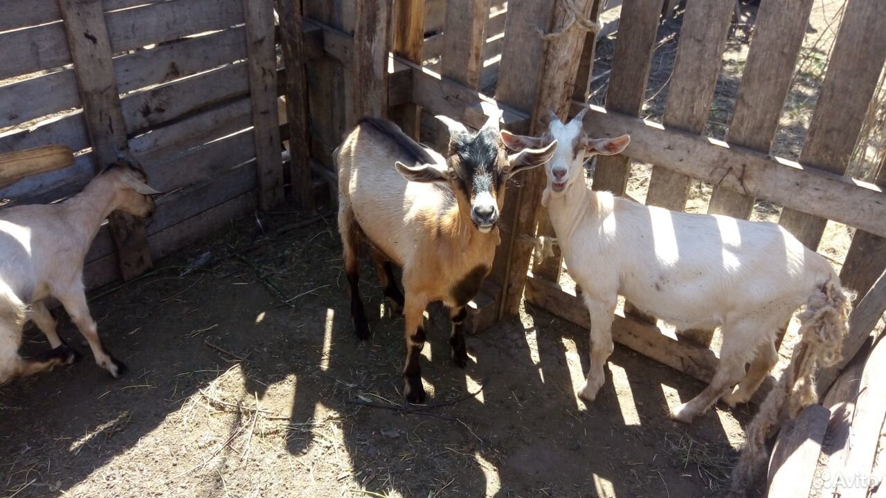 Молочные козы и козлята от молочных коз купить на Зозу.ру - фотография № 9