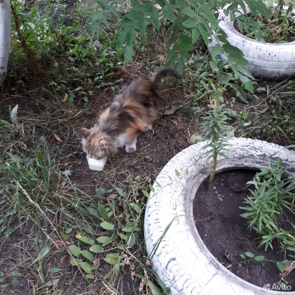Найдена кошка купить на Зозу.ру - фотография № 1