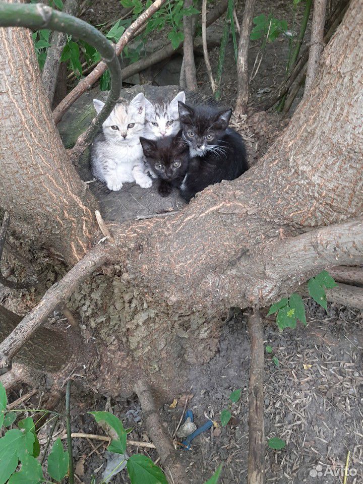 Котята брошенные у моста за цырком купить на Зозу.ру - фотография № 1