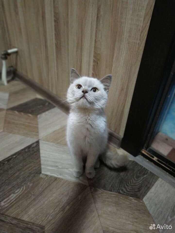 Британские котята купить на Зозу.ру - фотография № 4