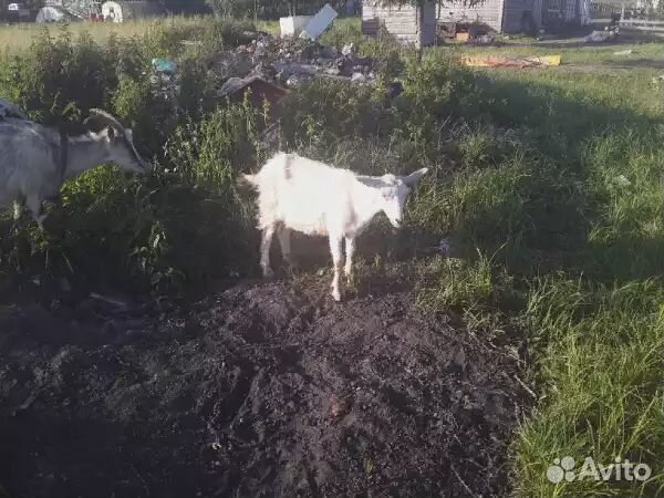 Продам коз купить на Зозу.ру - фотография № 2