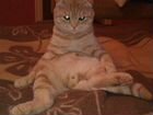 Шотландский вислоухий кот для вязки объявление продам