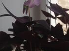 Растение-цветок оксалис объявление продам