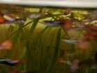 Трава для аквариума Валиснэрия объявление продам