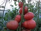 Рассада крупноплодных сортовых томатов объявление продам