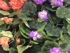 Искусственные растения и цветы объявление продам